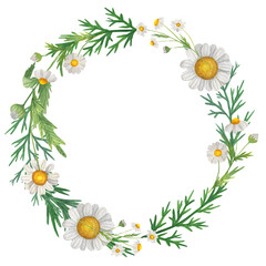 Watercolor wreath of wildflowers and chamomile. Isolate on white. For invitations, cards, banners, design.