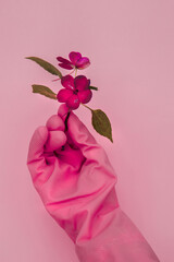 A hand in a pink glove holds a flower on a pink background