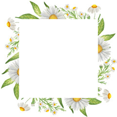 Obraz premium Square Watercolor frame with wildflowers, chamomile, grass. Isolate on white. For invitations, business cards, banners