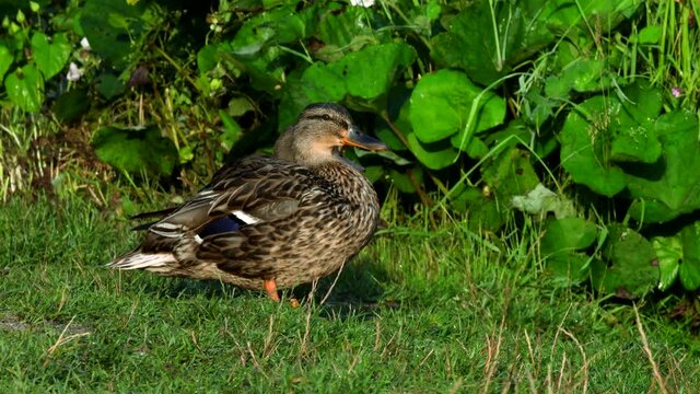 Movie of Mallard Duck on a grass. Her Latin name is Anas platyrhynchos.