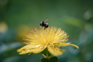 Bee on yellow st. john's wort flower (hypericum calycinum)