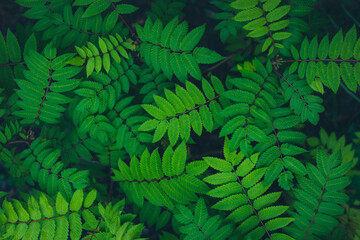 Relaxing textured summer garden green leaves background