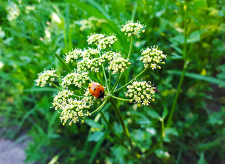 Ladybug on a parsley flower