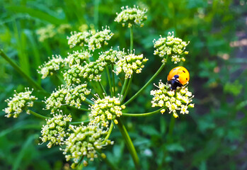 Ladybug on a parsley flower
