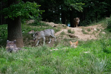 Fototapeta premium Wolf pack in the wild