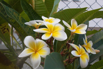 yellow frangipani flower