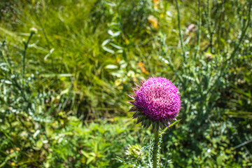 purple thistle flower