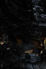 Coal