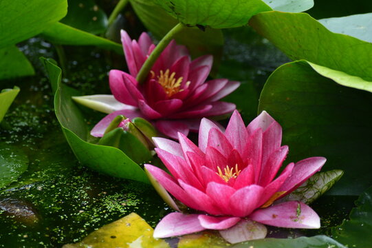 pink flower, pink lily, flower with green leaves, beautiful plant in spring, love nature, close up picture