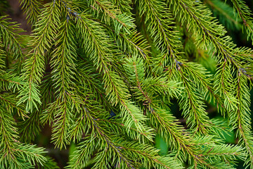 fir tree branches