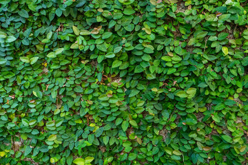 The decor of the courtyard. Mill overgrown with green plants