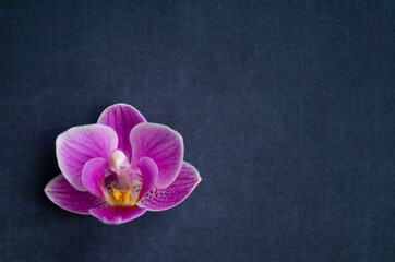 Obraz na płótnie Canvas orchid on black