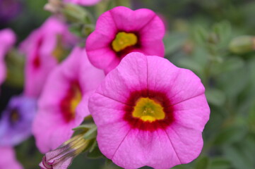 Fototapeta premium red pink yellow flower, flower with green leaves, beautiful plant in spring, love nature, close up picture