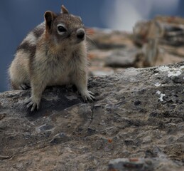 Zoom in photo chipmunk the cute wildlife in the Canadian Rockies Canada