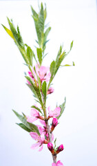 detail of purple flower over white background