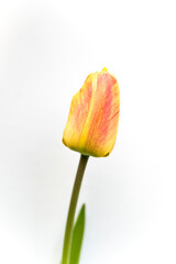 detail of yellow tulip flower