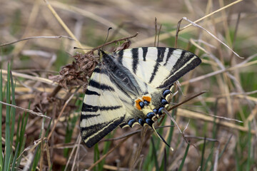 butterfly on grass