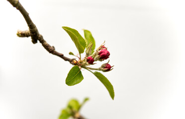 small buds on apple tree