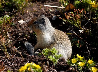 Zoom in photo chipmunk the cute wildlife in the Canadian Rockies Canada