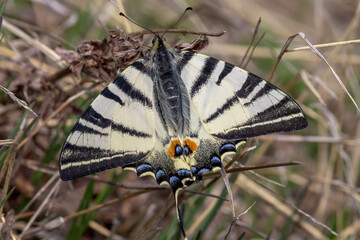 butterfly on the grass