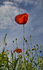 Klatschmohn