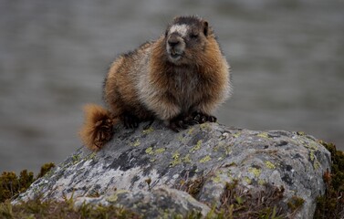 Zoom in photo chipmunk the cute wildlife in the Canadian Rockies Canada