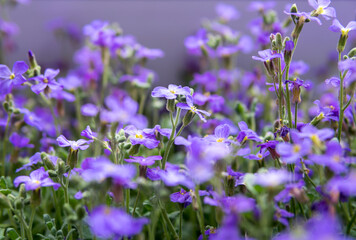 large quantity of small purple flowers