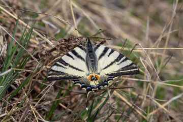 butterfly on grass