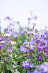 large quantity of small purple flowers