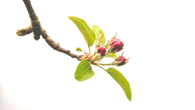 small buds on apple tree