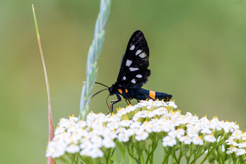 butterfly on a flower