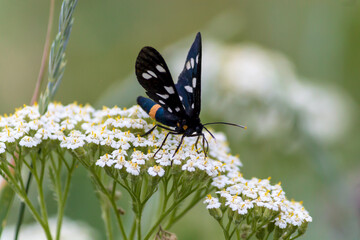 butterfly on a flower
