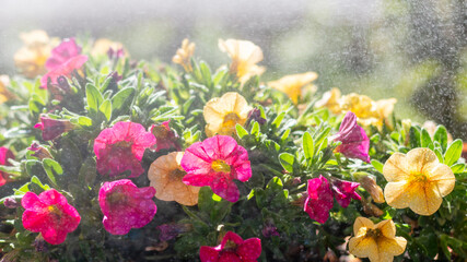 fleurs de pétunia multicolores sous les gouttes de pluie, la lumière du soleil