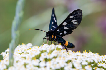 butterfly on a flower