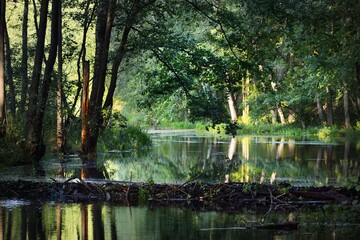 River with a beaver dam in a green deciduous forest at sunset, trees close-up, warm sunlight. Symmetry reflections on the water, natural mirror. Tranquil landscape. Environmental conservation theme © Alex Stemmer