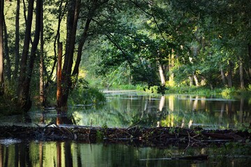 River with a beaver dam in a green deciduous forest at sunset, trees close-up, warm sunlight....