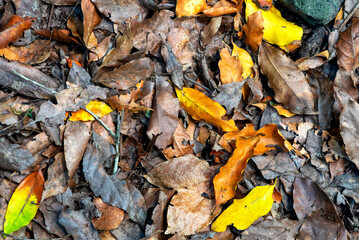 autumn leaves background in the forest