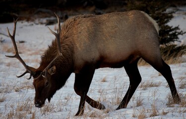 Elk in the meadows  near Two Jack  Lake at Banff National Park, Canadian Rockies