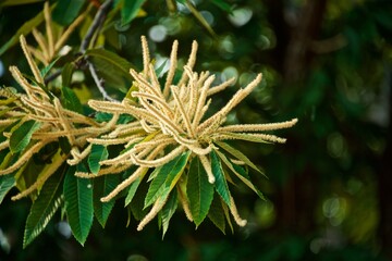 Bright yellow chestnut flower on a background of dark green summer foliage.