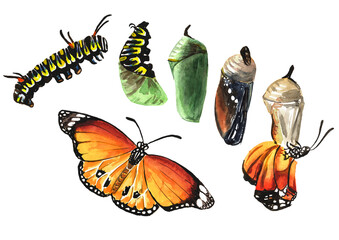 Butterfly metamorphosis development stages, caterpillar larva, pupa, adult insect. Hand drawn watercolor illustration isolated on white background © dariaustiugova