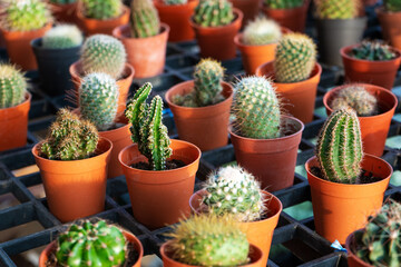 Small decorative pots with flowers cacti. View from above. Decor with fresh flowers. Home Flowers