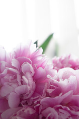 bouquet of pink peonies