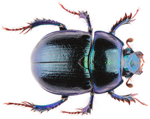 Anoplotrupes stercorosus dor beetle, is a species of earth-boring dung beetle belonging to the family Geotrupidae. Dorsal view of dung beetle Anoplotrupes stercorosus isolated on white background. - obrazy, fototapety, plakaty