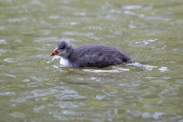 Coot Chicken (Blässhuhn, Fulica atra)