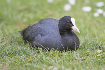 Coot (in german Blässhuhn, Fulica atra)