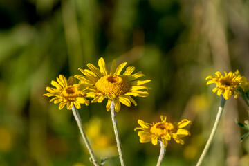yellow dandelions in the grass