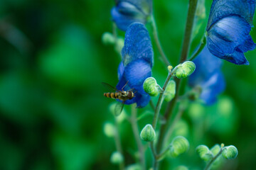 bee on blue flower