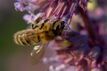 bee on a flower macro