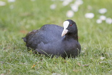 Coot (in german Blässhuhn, Fulica atra)