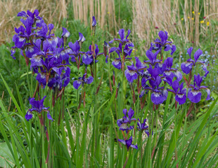 Beautiful iris flowers an green foliage in English cottage garden